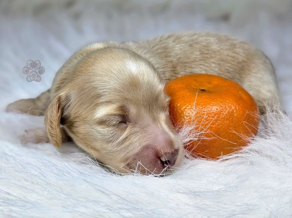 mini dachshund puppy for sale