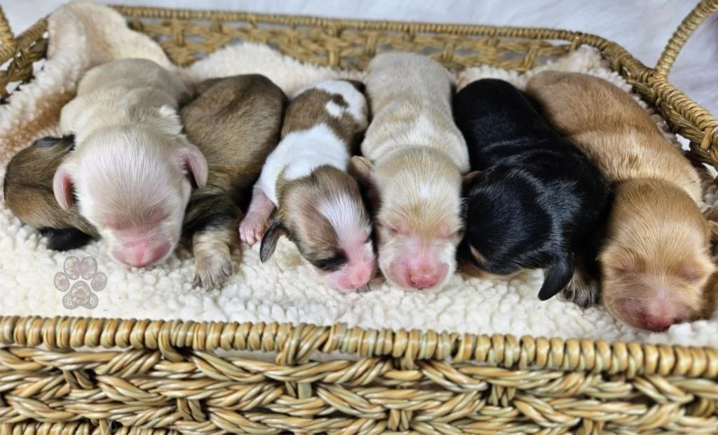 mini dachshund doxie puppies for sale in Oregon