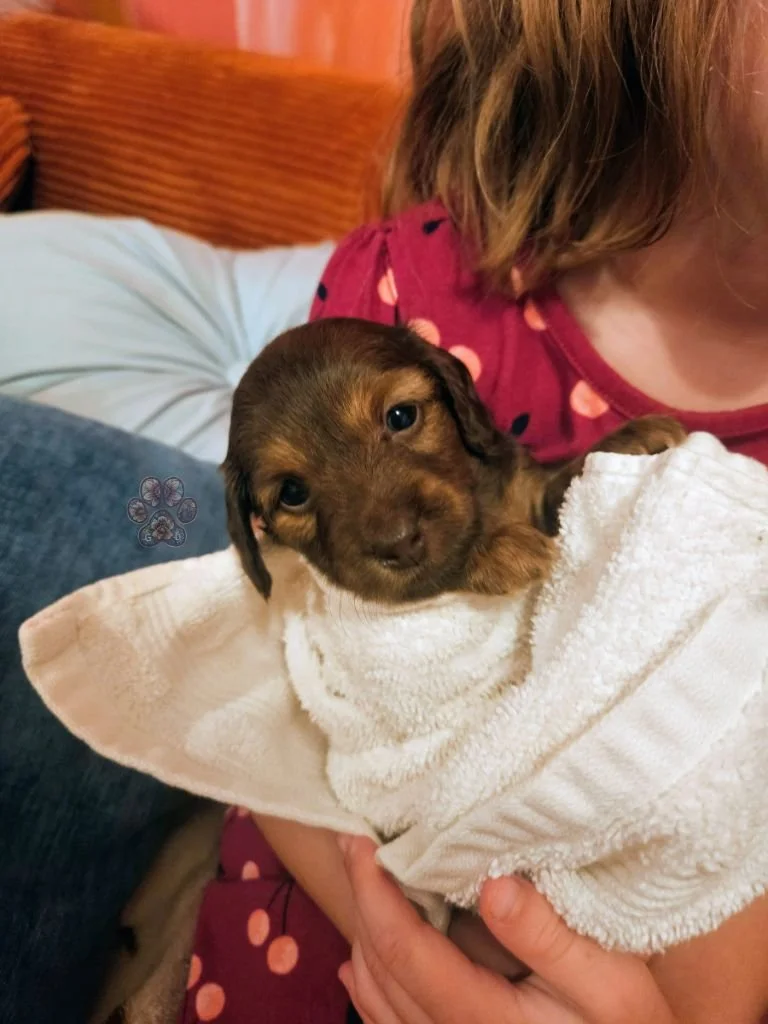 Cream mini dachshund puppy for sale in Oregon