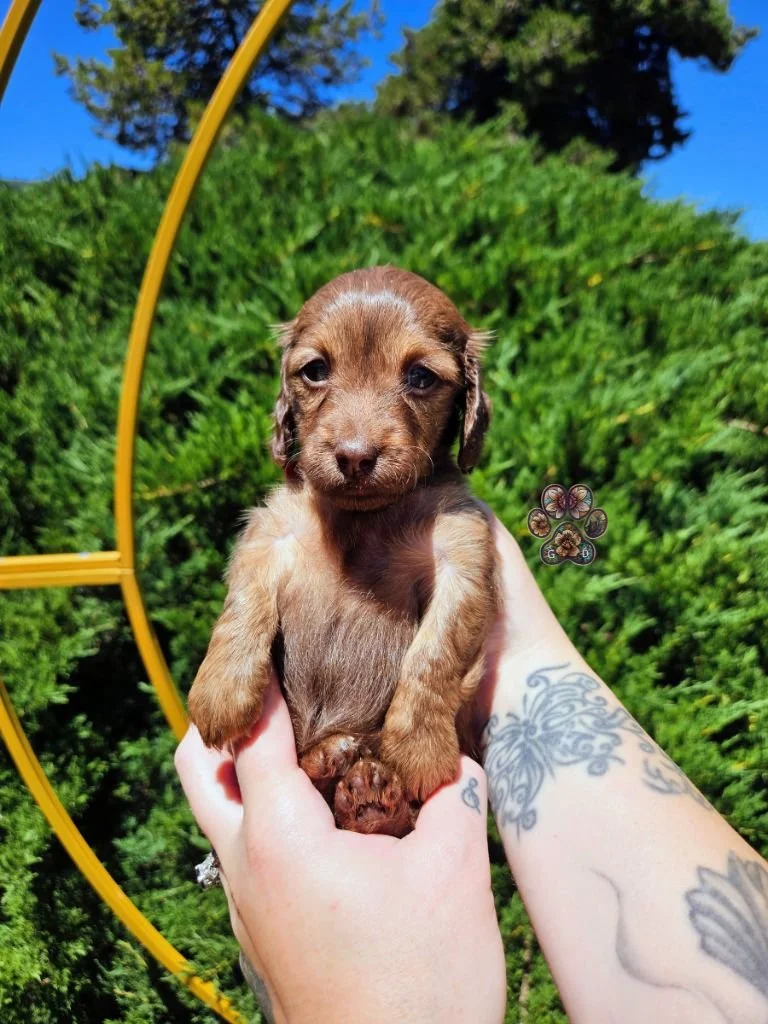 cream long haired mini dachshund puppy for sale Grants Pass Oregon