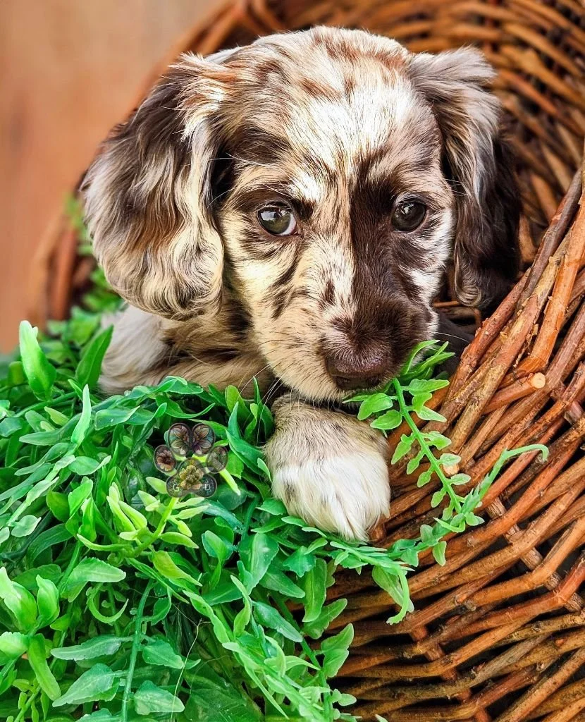 mini dapple dachshund puppy