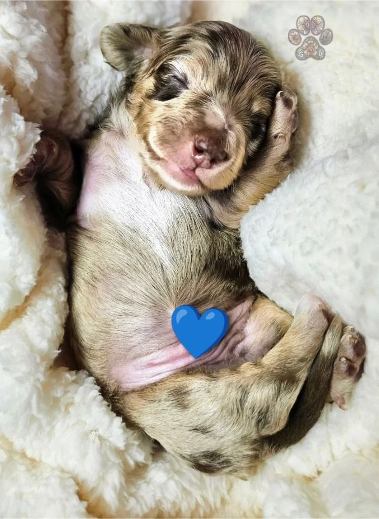 mini dapple dachshund puppy