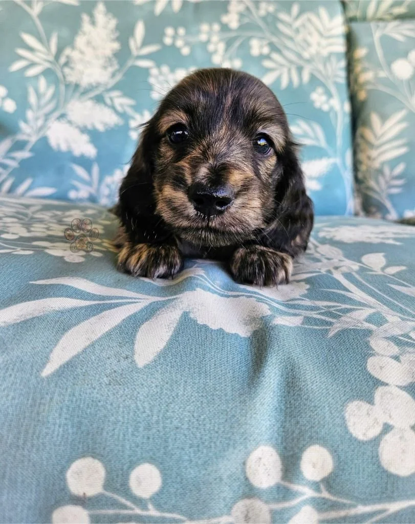 cream brindle dachshund puppy for sale in Oregon