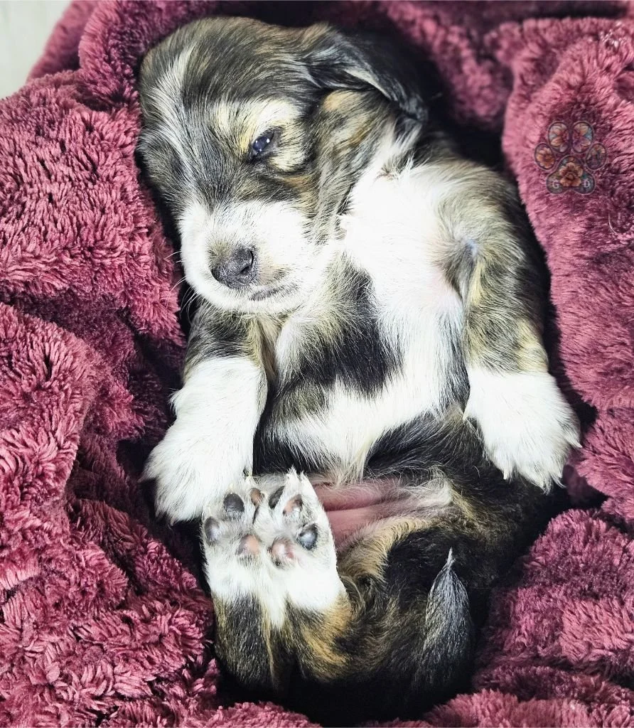 cream brindle long haired mini dachshund