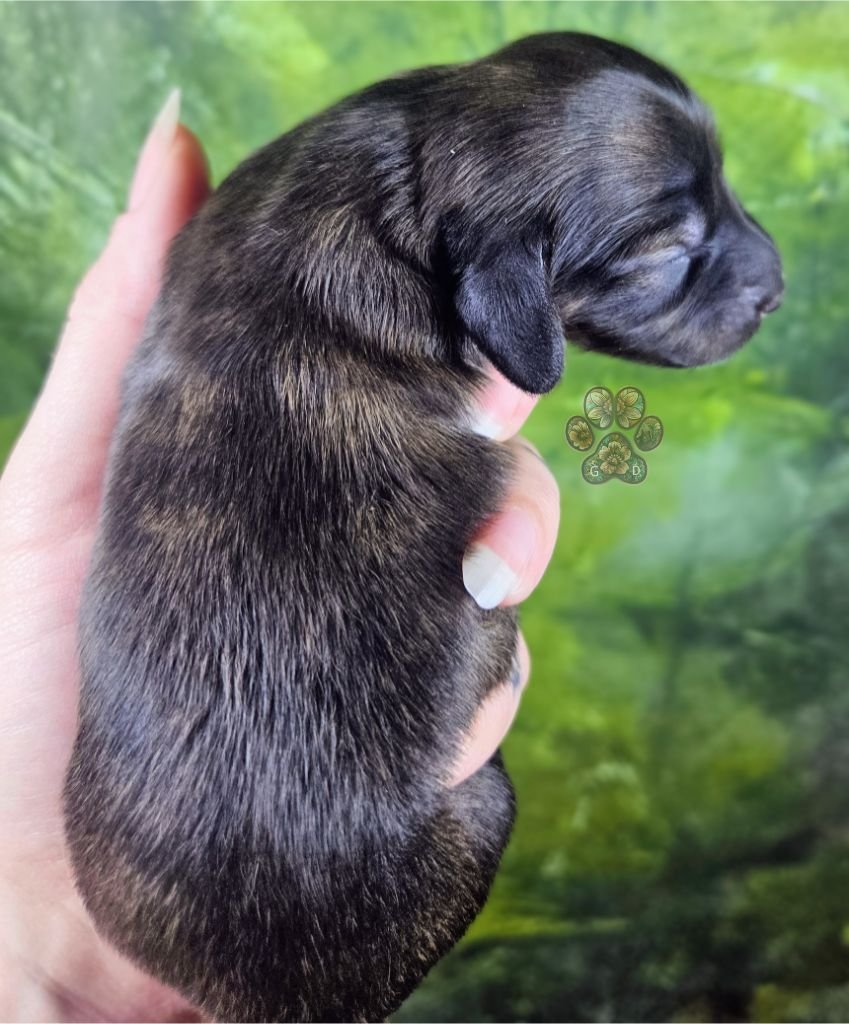 cream brindle long haired dachshund puppy