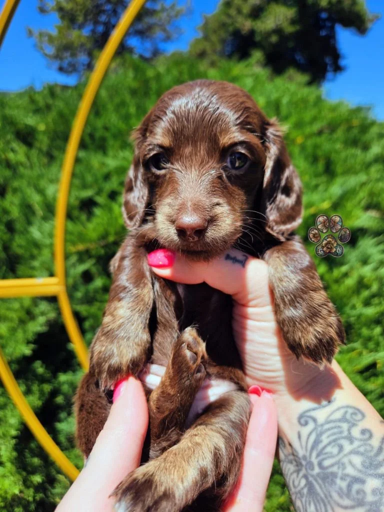 chocolate and cream mini dachshund puppy for sale