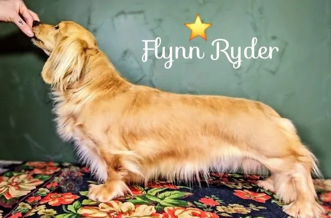 cream long haired mini dachshund in Oregon