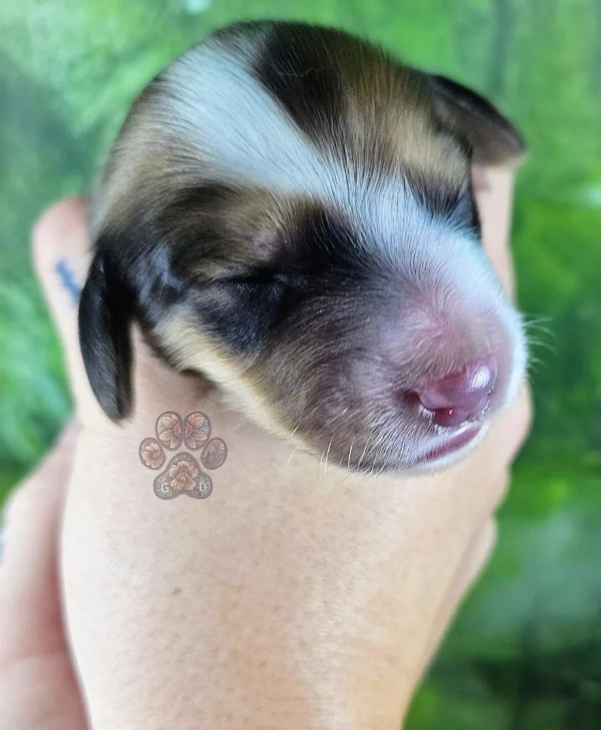 cream long-haired mini dachshund puppy