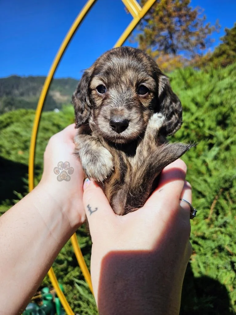 AKC long-haired mini dachshund puppy for sale in Oregon