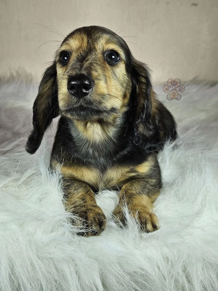AKC long-haired mini dachshund puppy for sale in Oregon