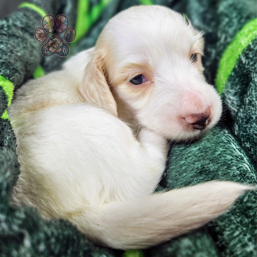 mini dachshund puppy