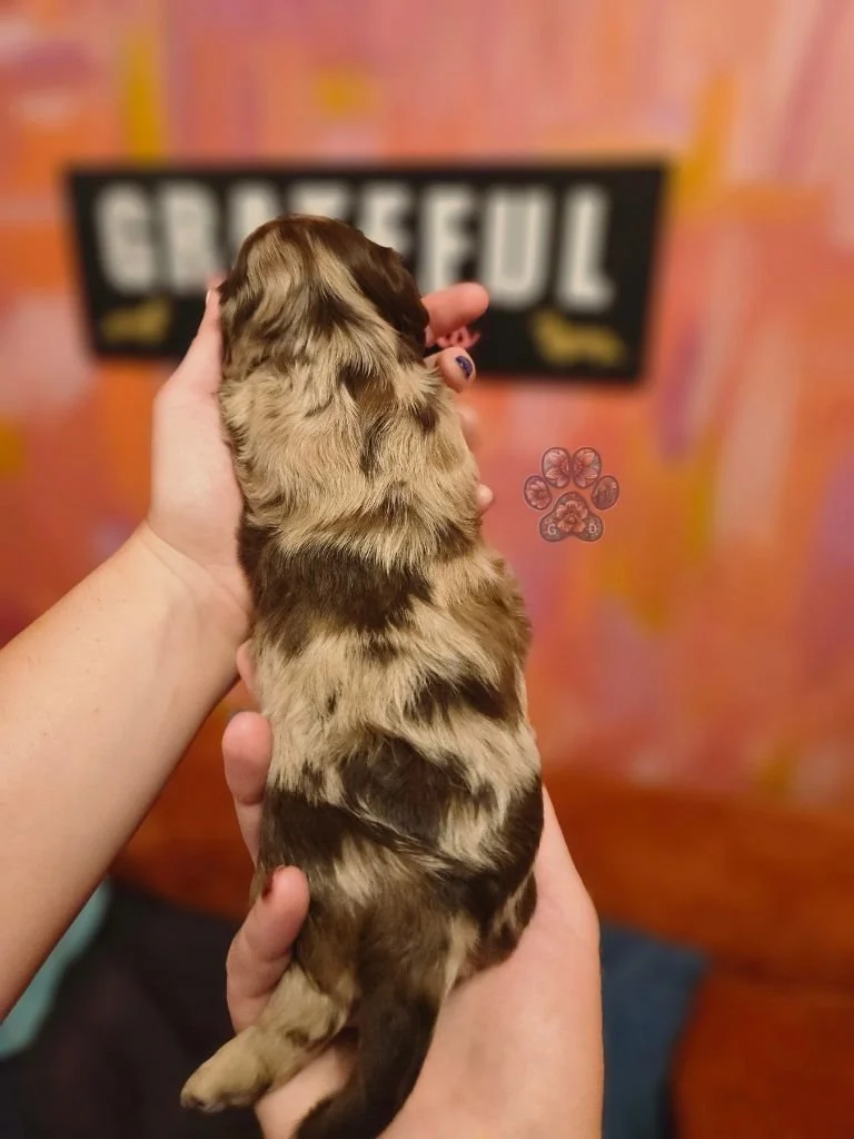mini dapple dachshund puppy for sale