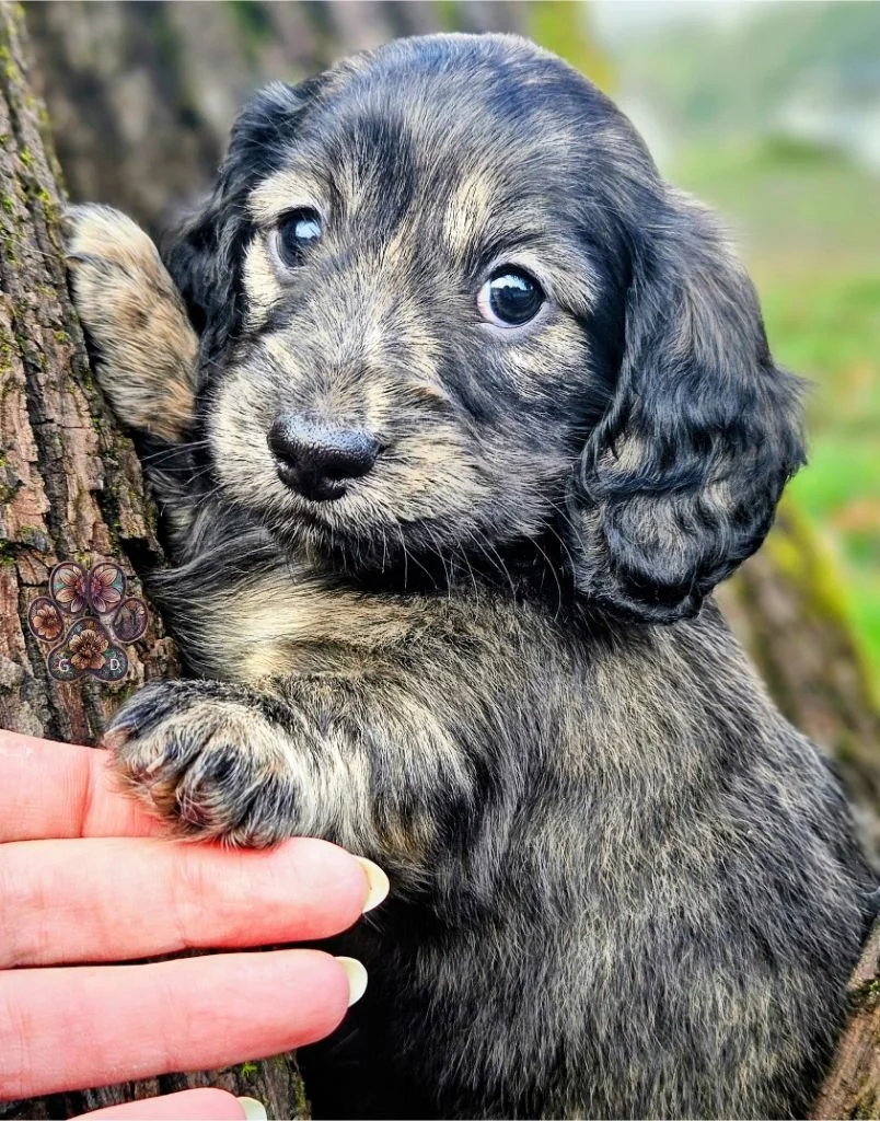 mini dachshund puppy for sale in Oregon