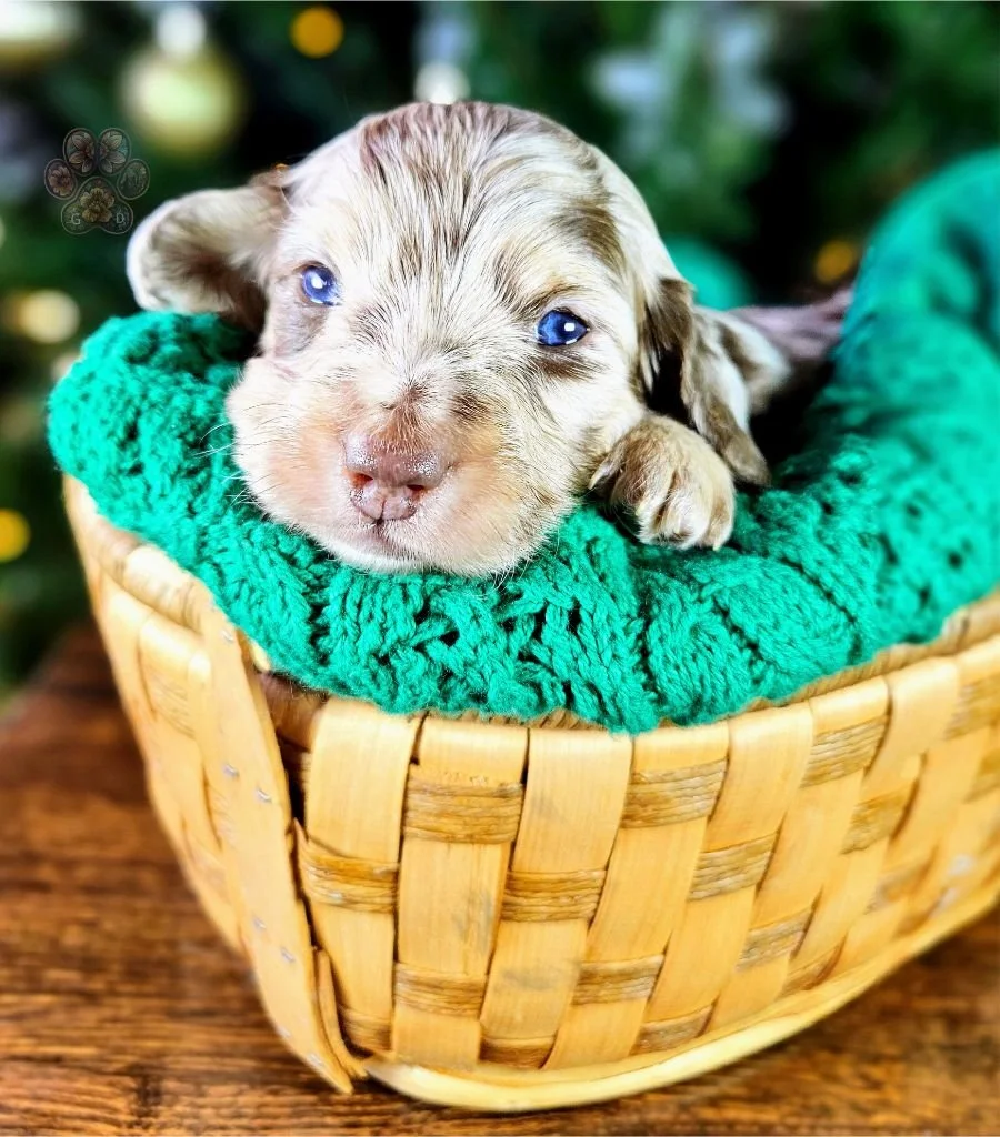 dapple dachshund puppy for sale