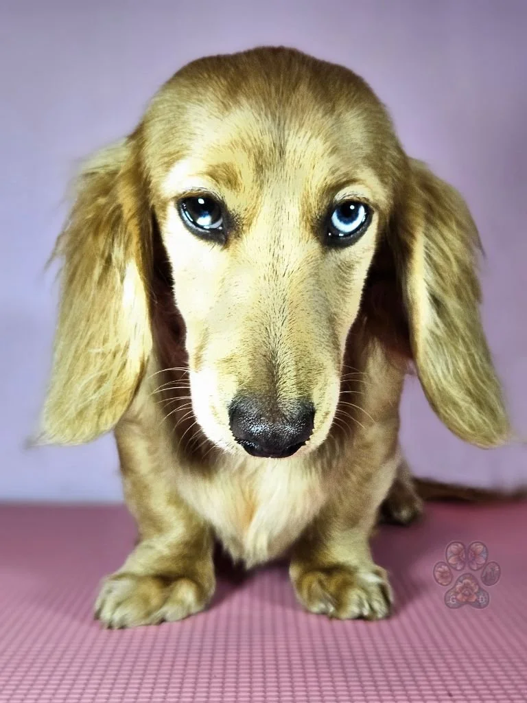 Untitled design (93).jpg