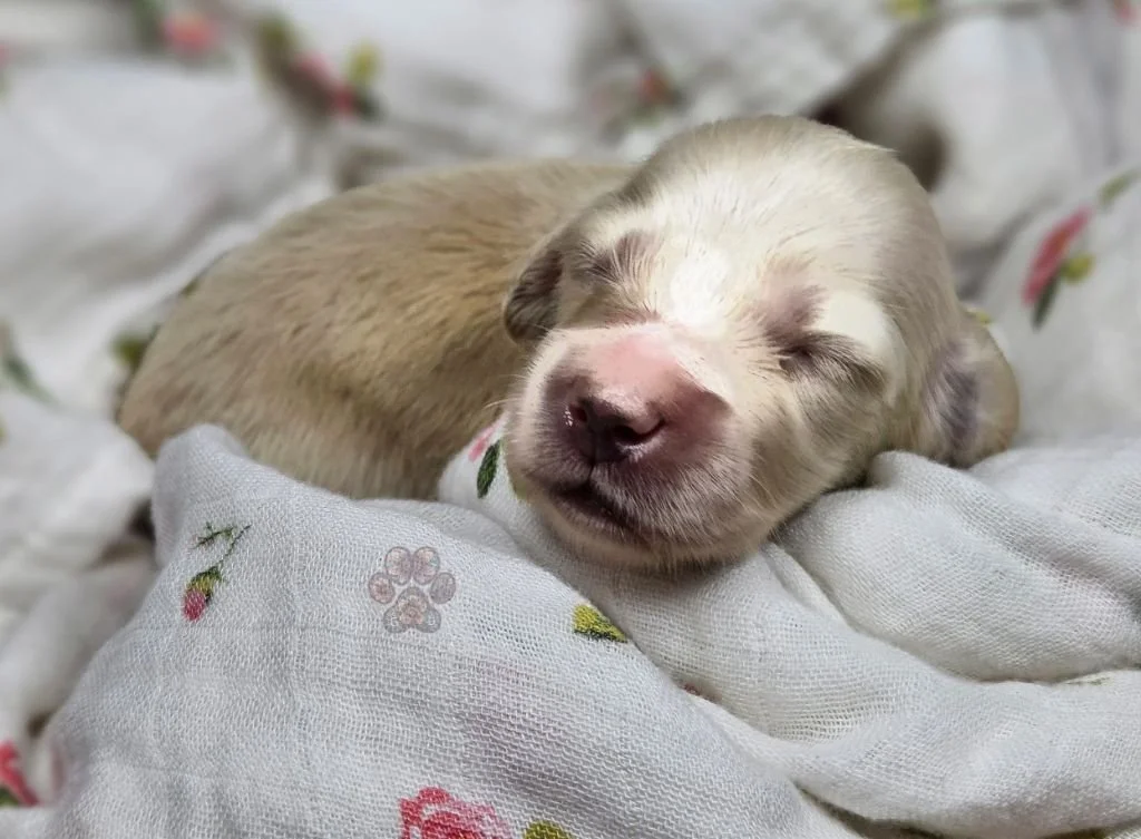cream mini dachshund puppy