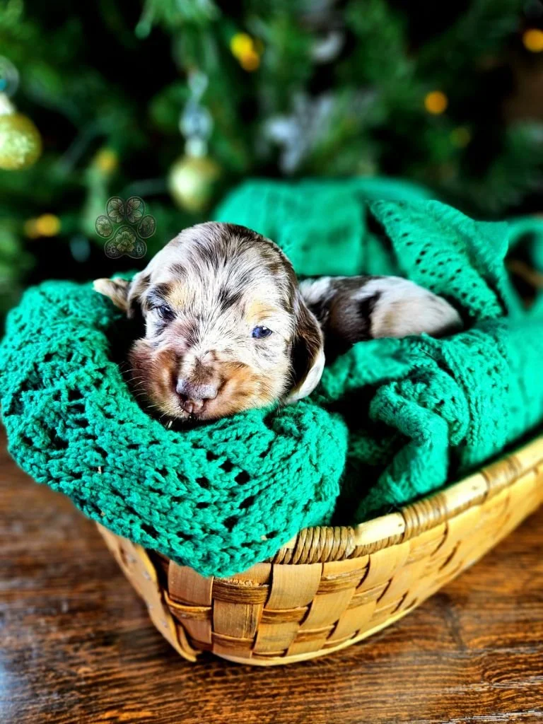 dapple dachshund puppy for sale in Oregon.jpg