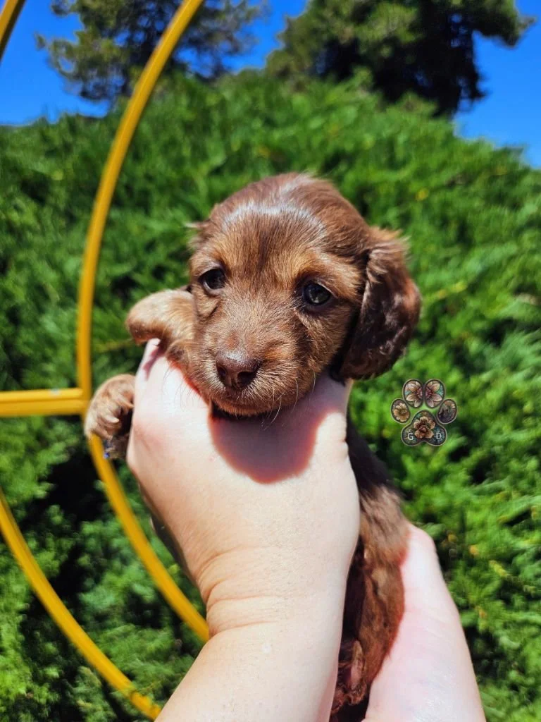 cream long haired mini dachshund puppy for sale Grants Pass Oregon