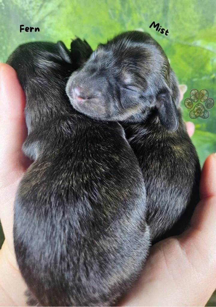 cream brindle long-haired dachshund puppy