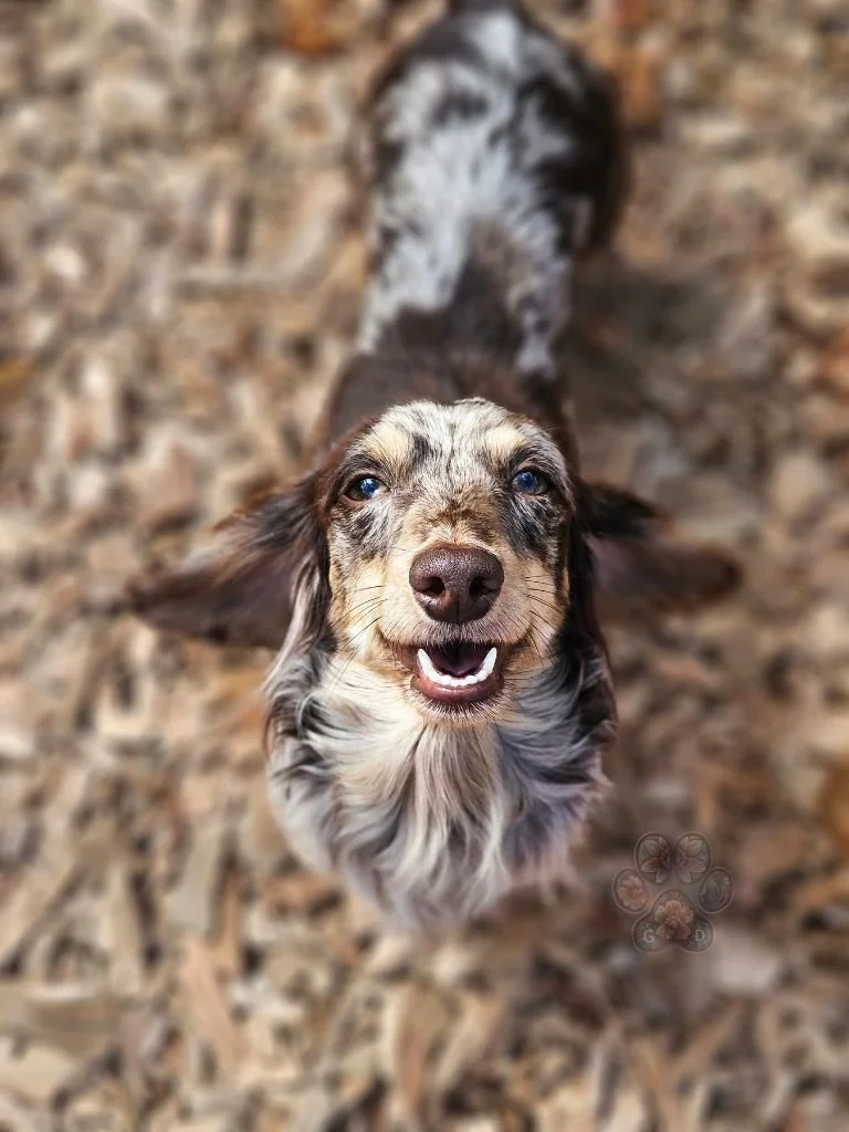 dapple miniature dachshund puppy in Oregon