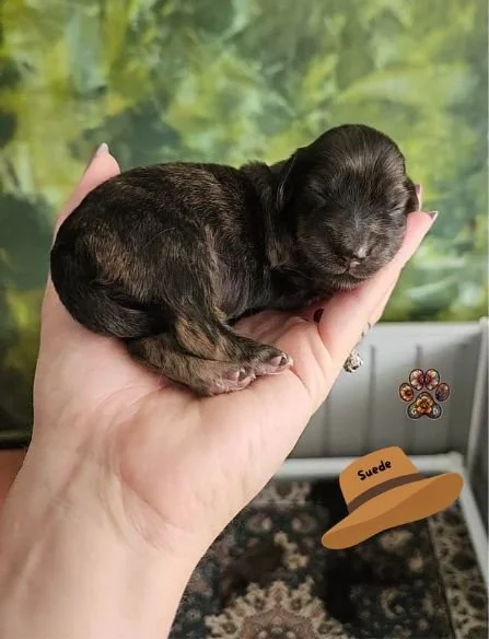 cream brindle dachshund puppy for sale in Oregon
