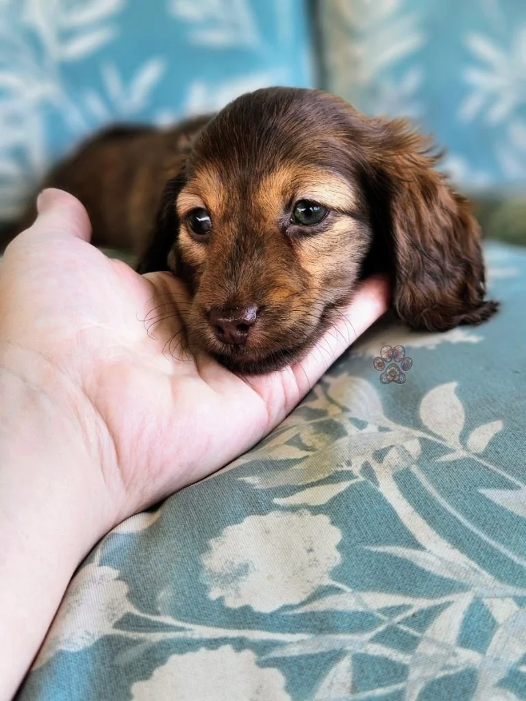 cream long-haired mini dachshund puppy available