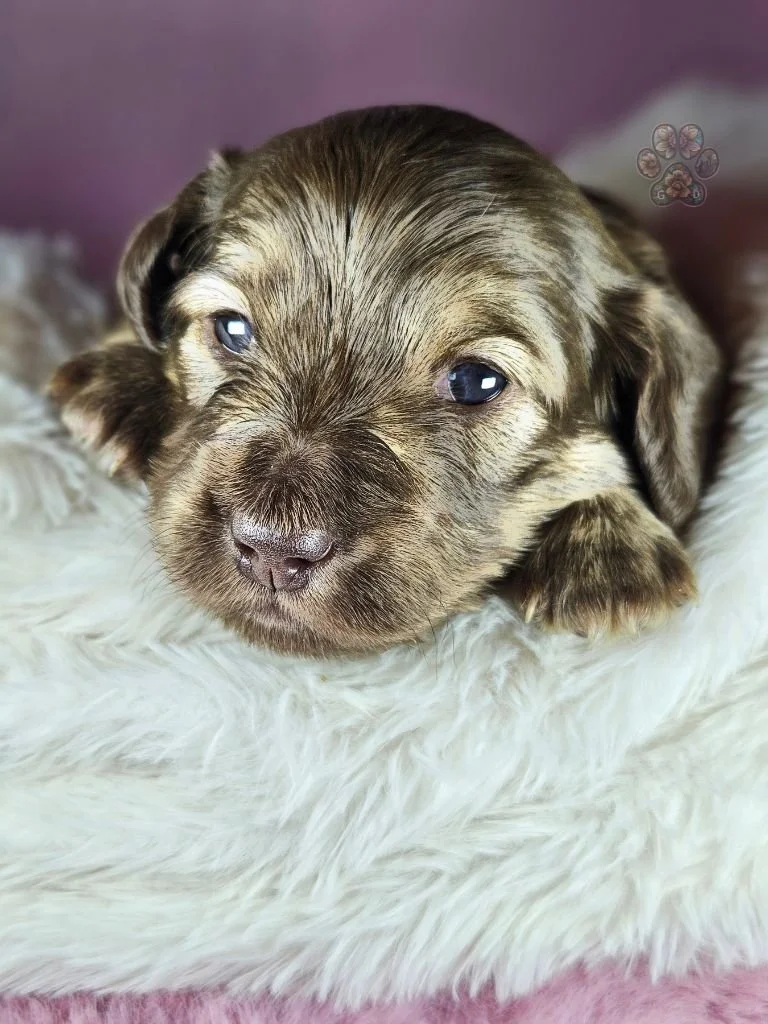 cream mini dachshund puppy for sale