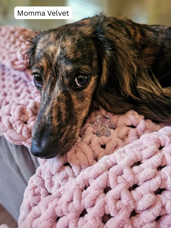 cream brindle long-haired dachshund puppies