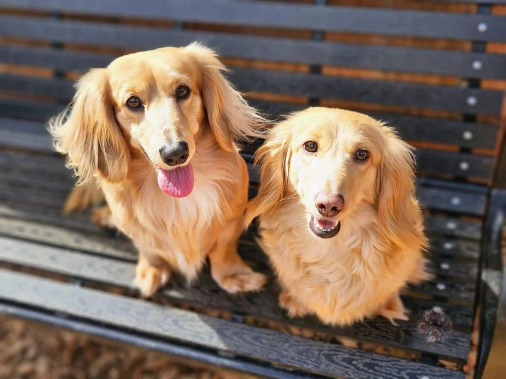 cream mini dachshund breeder Oregon