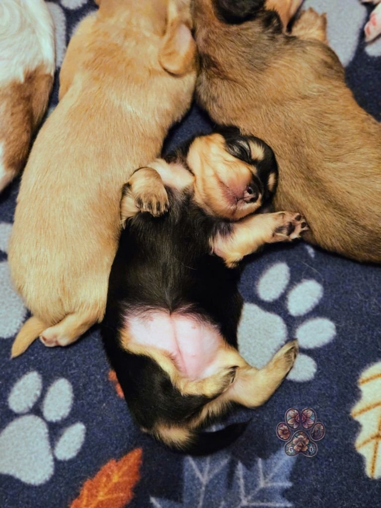 mini dachshund puppy