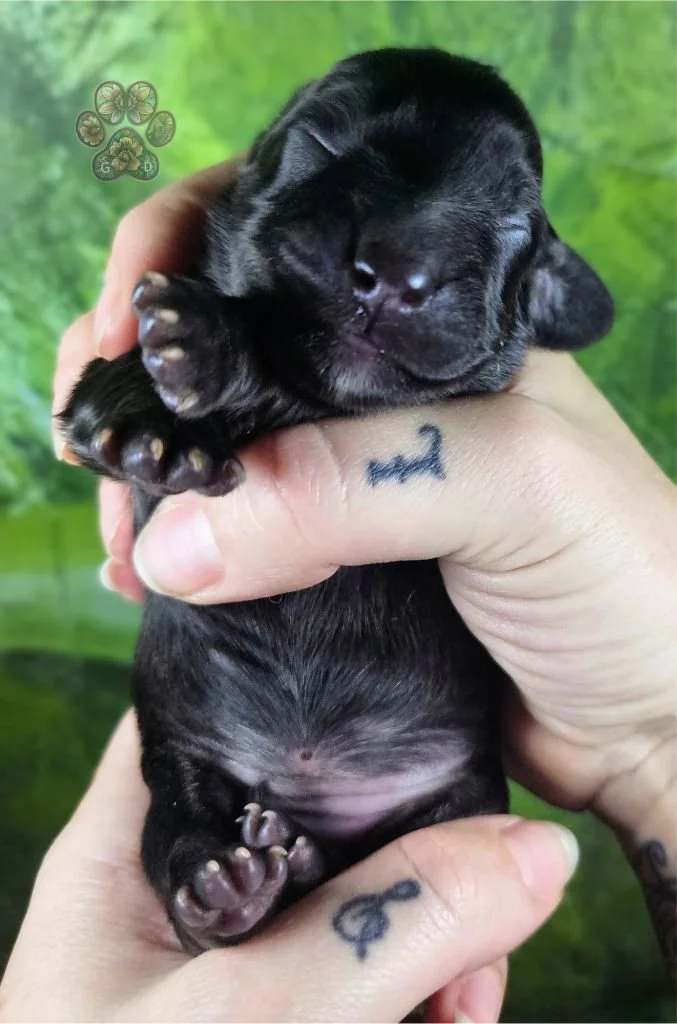 cream brindle long-haired dachshund puppy