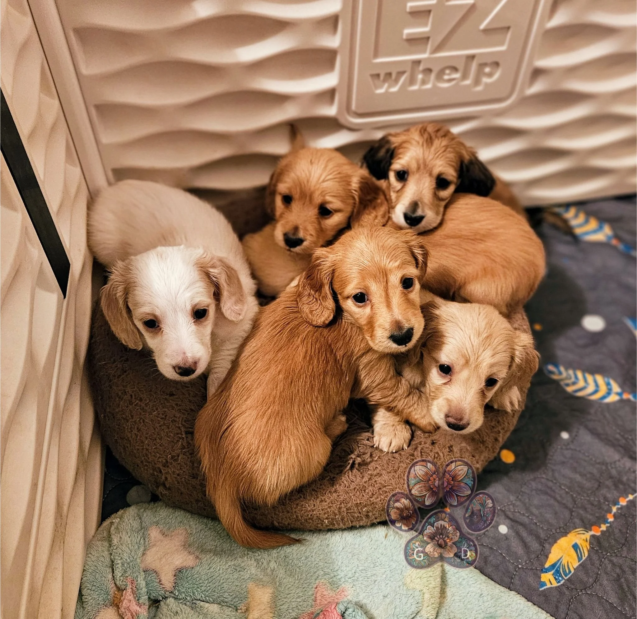 miniature dachshund puppies