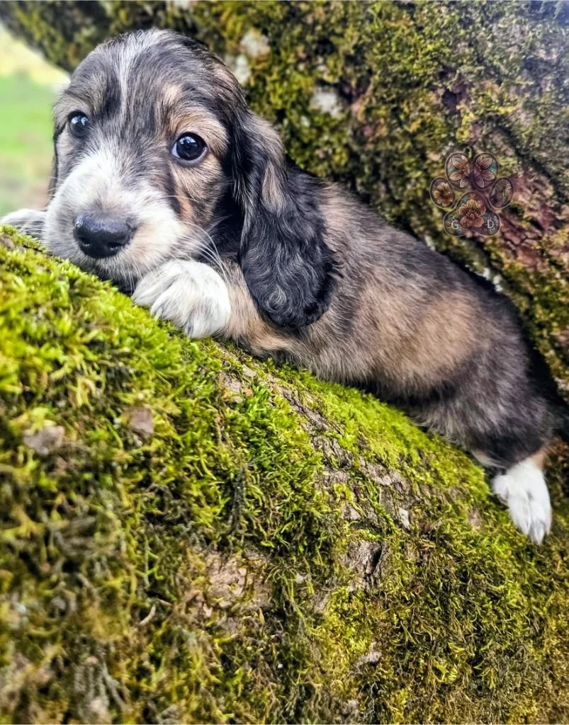 cream brindle long haired mini dachshund