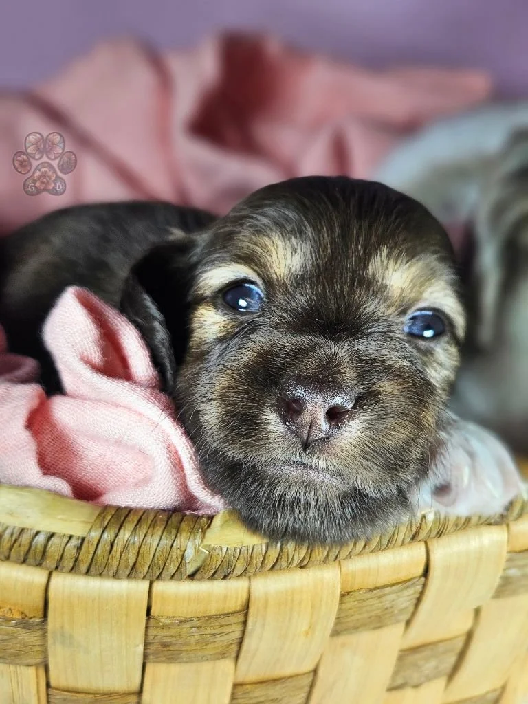 Cream mini dachshund puppy for sale in Oregon
