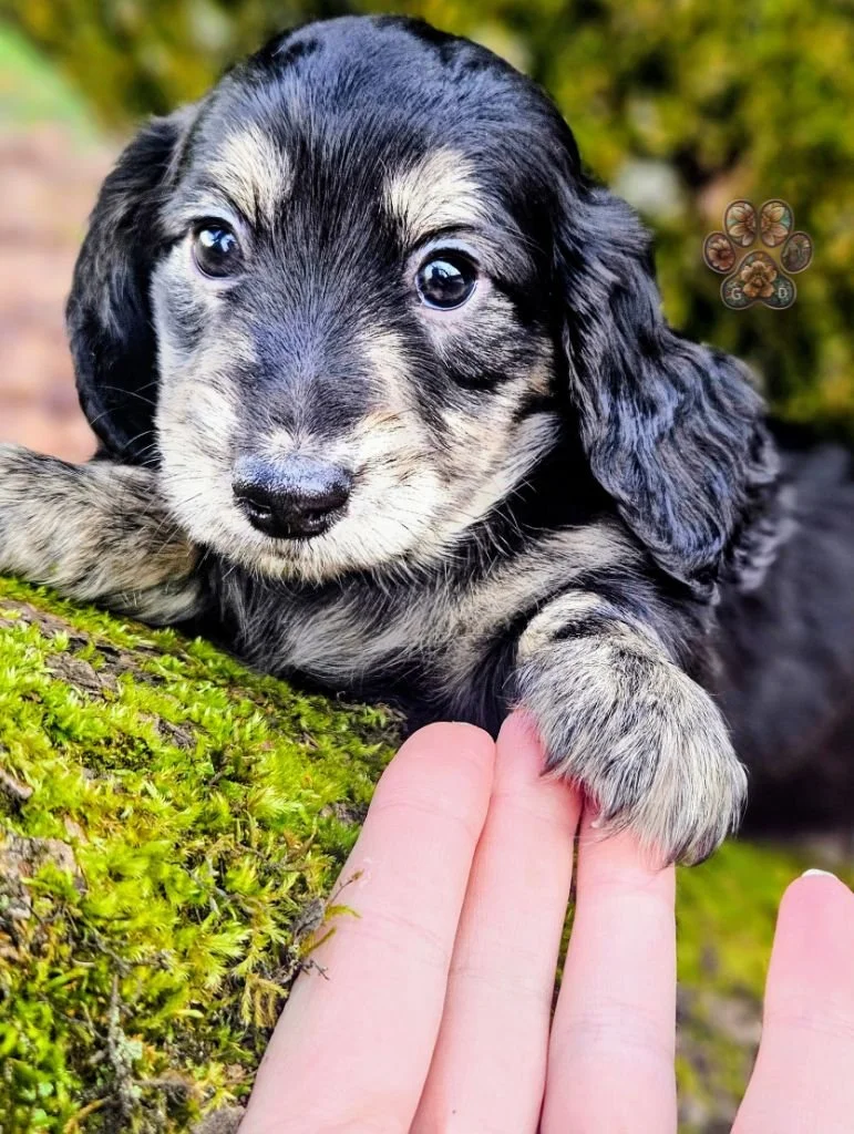 mini dachshund puppy for sale in Oregon
