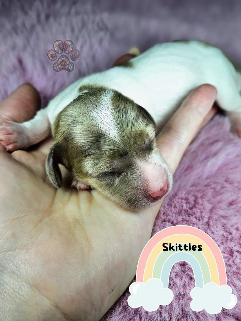 dapple mini dachshund puppies for sale in Oregon