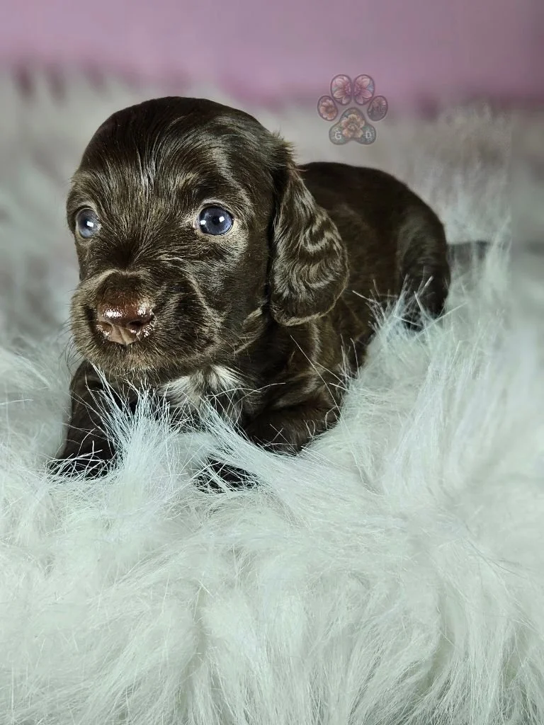miniature dachshund puppy for sale in Oregon