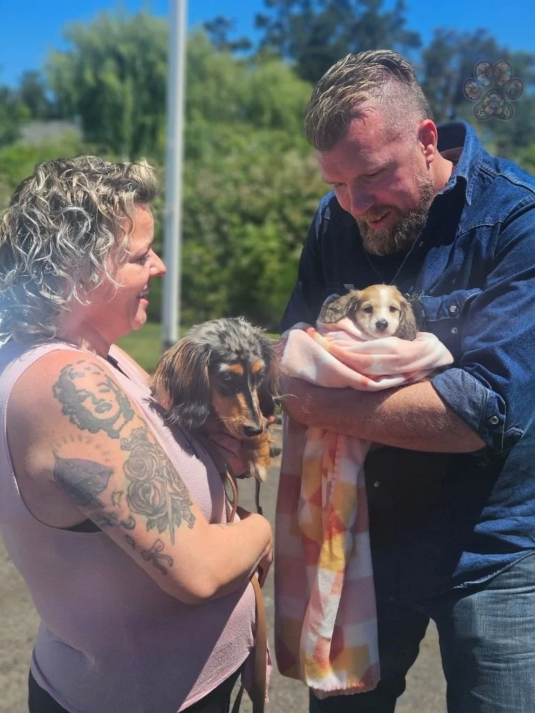 mini dachshund breeder in Oregon