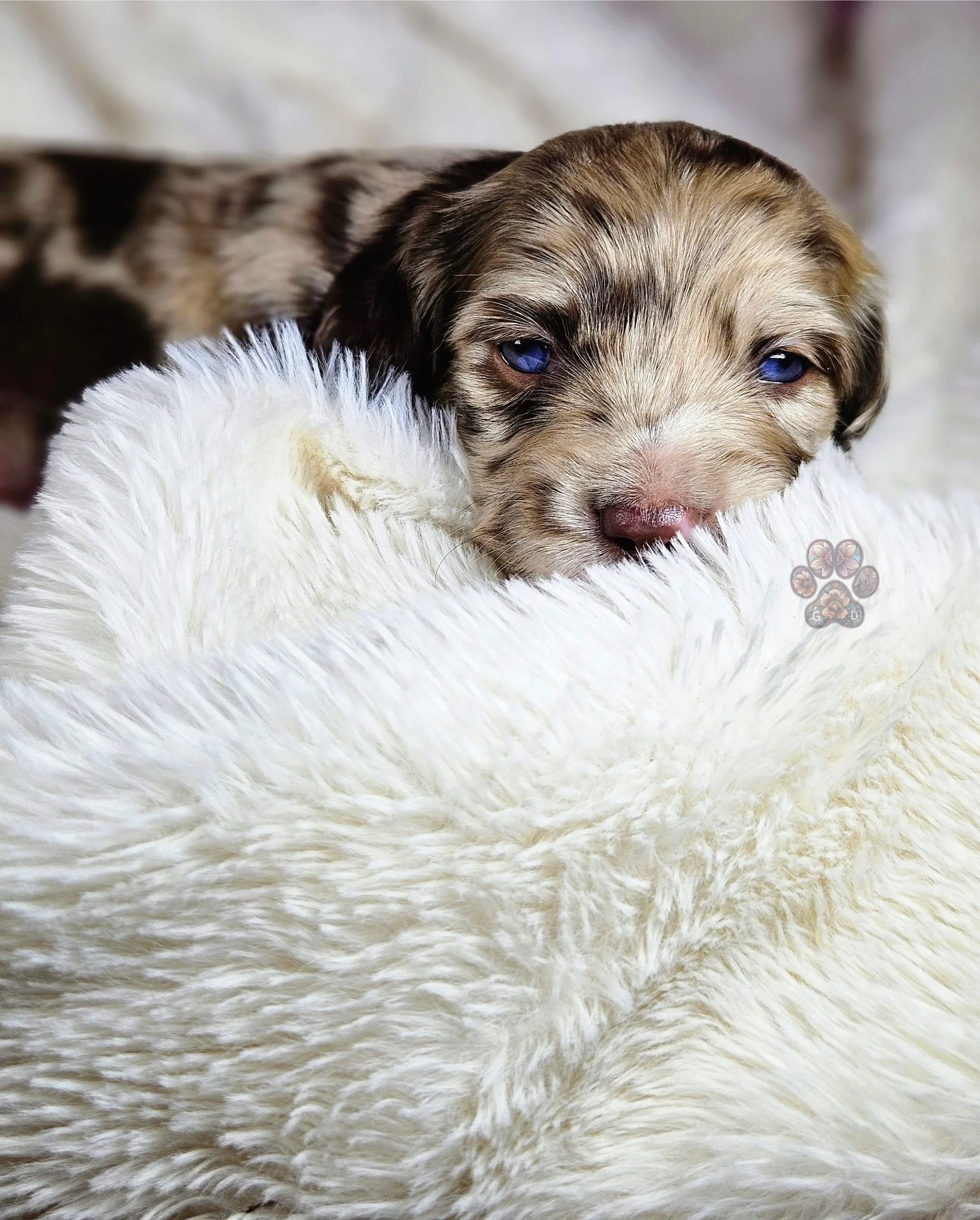 mini dapple dachshund puppy for sale