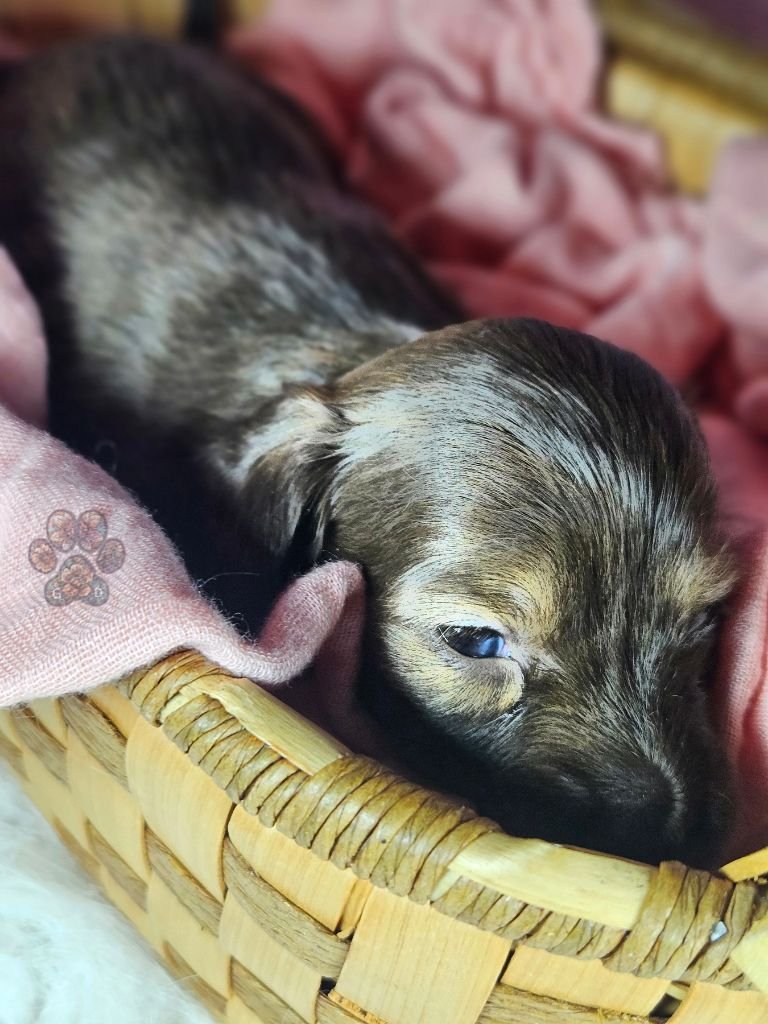 Cream mini dachshund puppy for sale in Oregon
