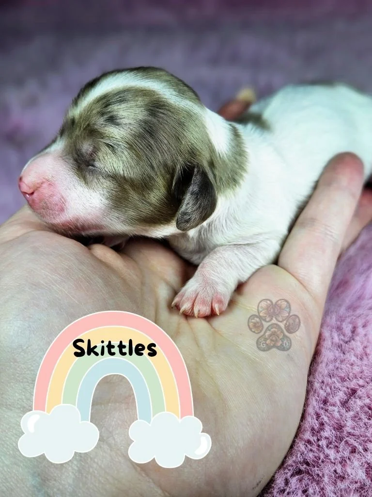 dapple mini dachshund puppies for sale in Oregon