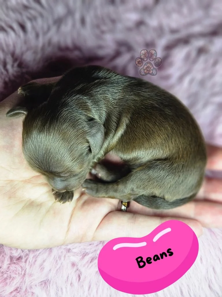 chocolate long-haired miniature dachshund puppy