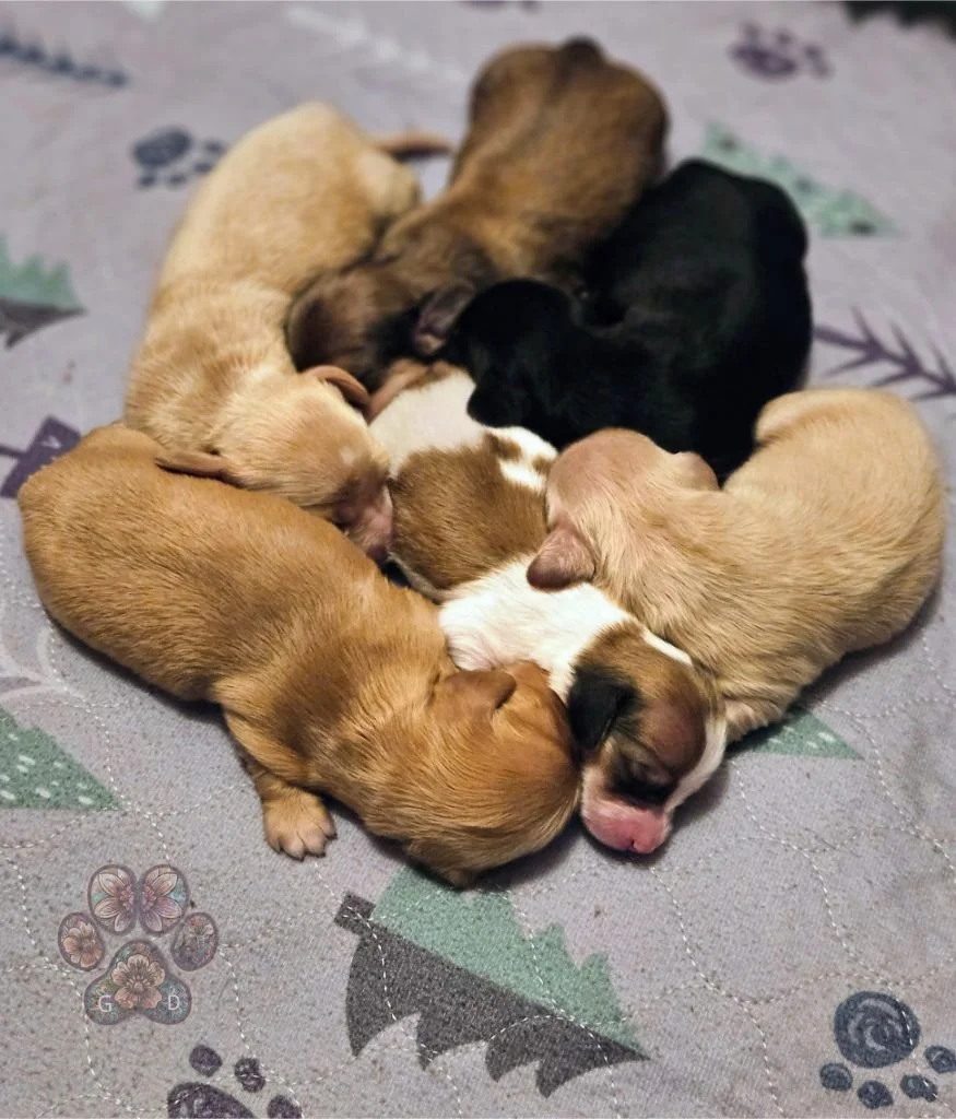 mini dachshund puppies for sale in Oregon