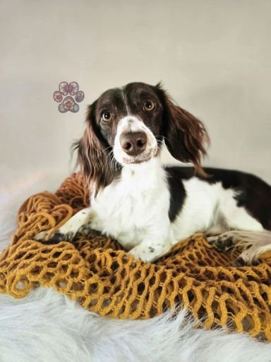 chocolate long-haired mini dachshund