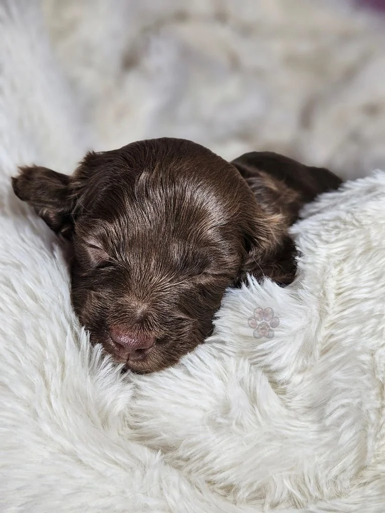 chocolate mini dachshund puppy