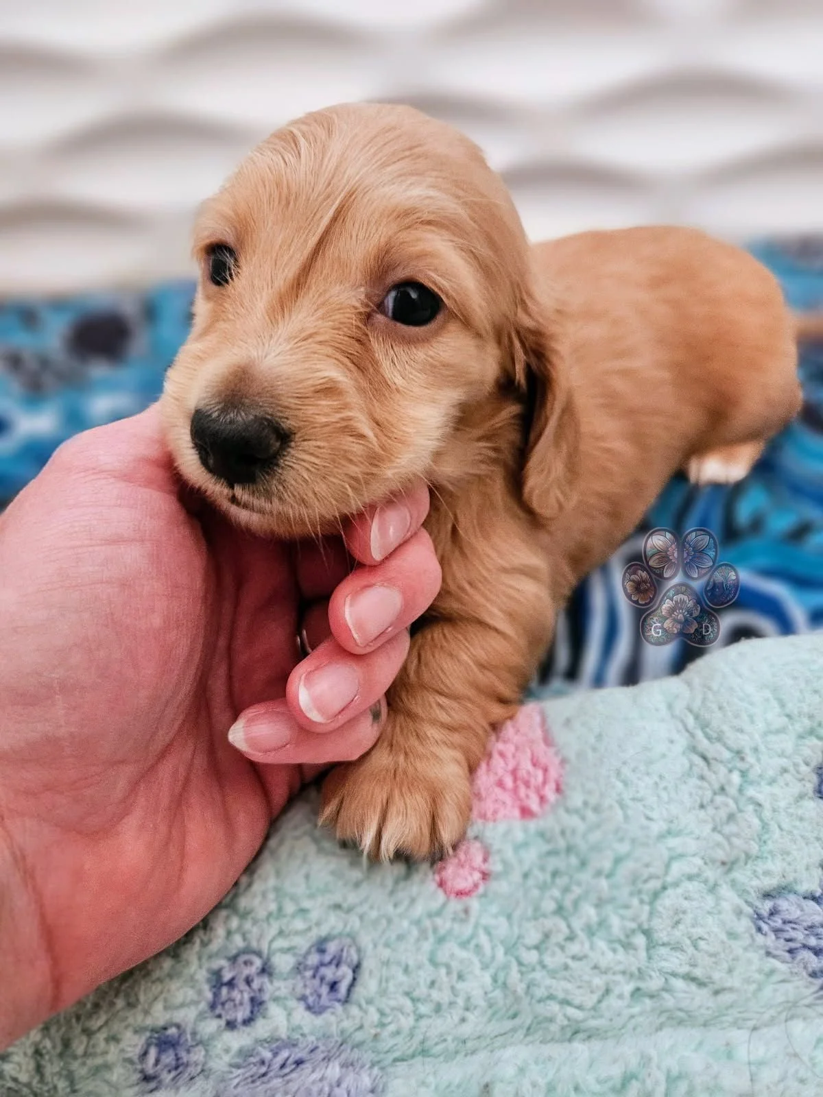 mini red dachshund puppy