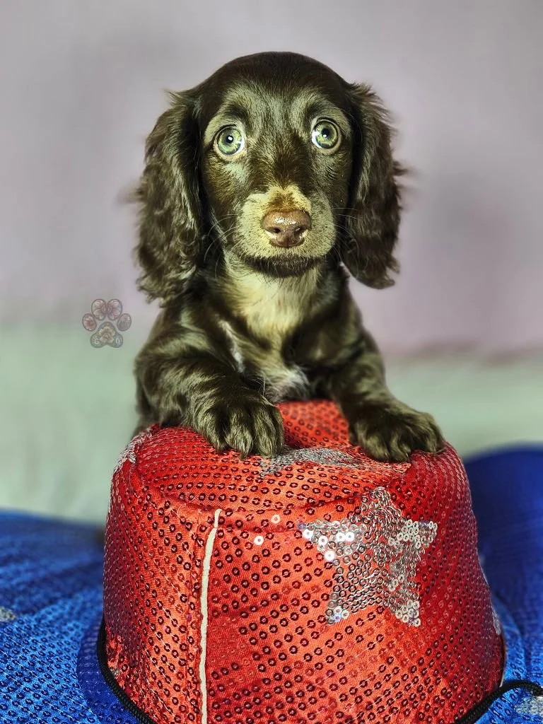 mini dachshund puppy for sale in Oregon
