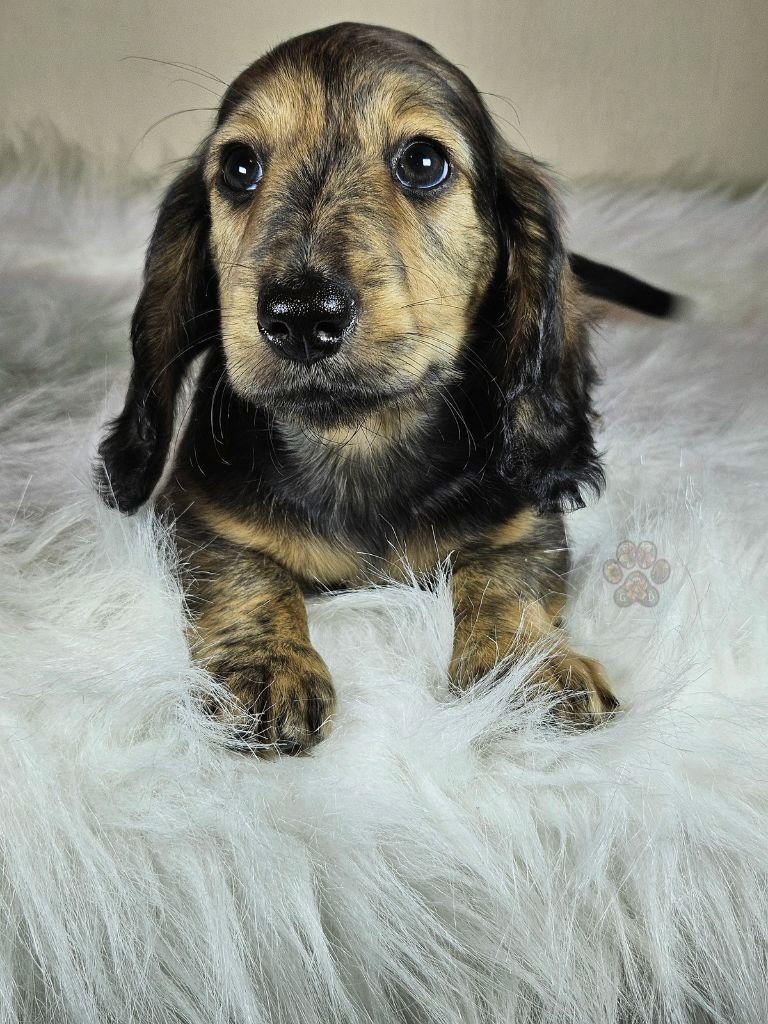 AKC long-haired mini dachshund puppy for sale in Oregon