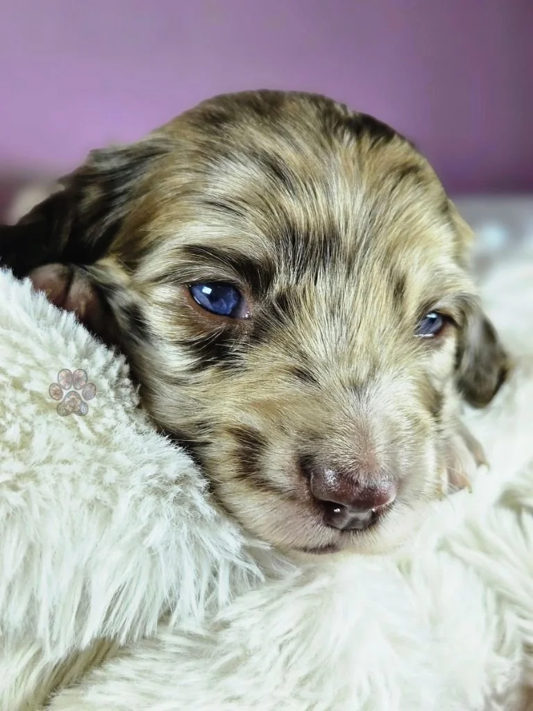mini dapple dachshund puppy for sale