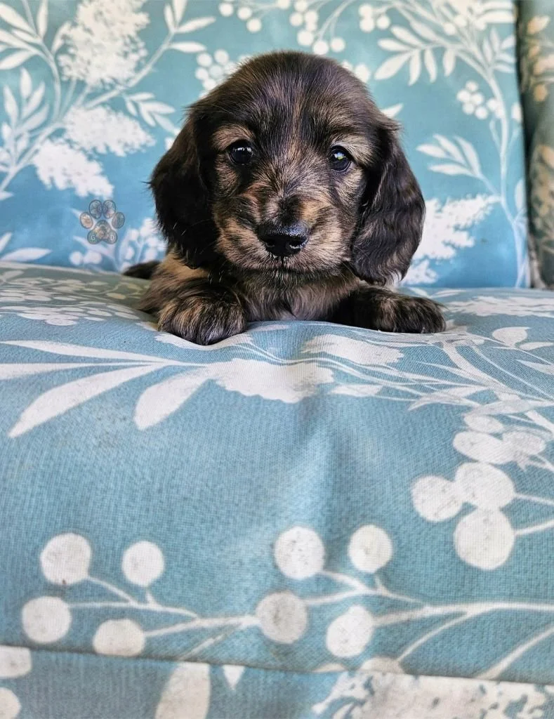 cream brindle dachshund puppy for sale in Oregon